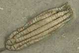 Fossil Crinoid (Scytalocrinus) - Crawfordsville, Indiana #310212-2